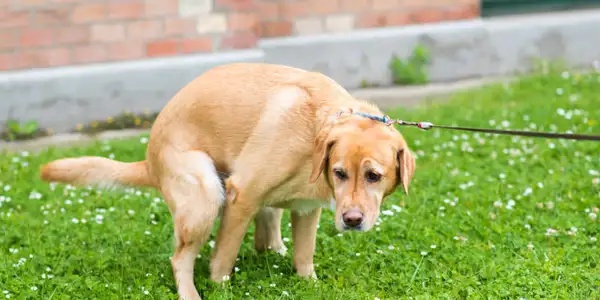 Mơ thấy chó ỉa đánh đề con gì trúng số độc đắc cho anh em