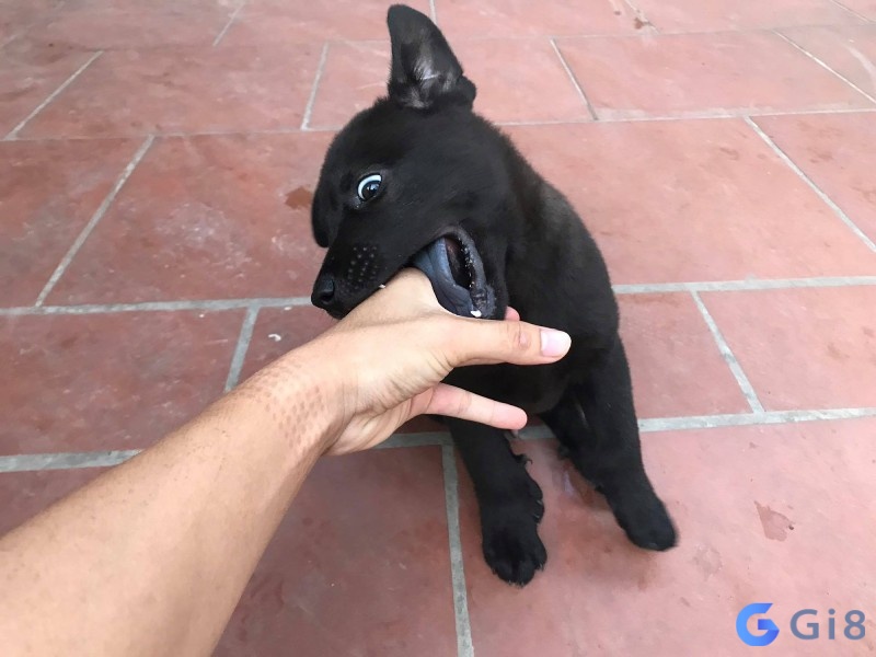 Mơ thấy chó đen cắn tượng trưng cho sự phản bội hoặc xung đột trong các mối quan hệ Mơ thấy chó đen cắn tượng trưng cho sự phản bội hoặc xung đột trong các mối quan hệ