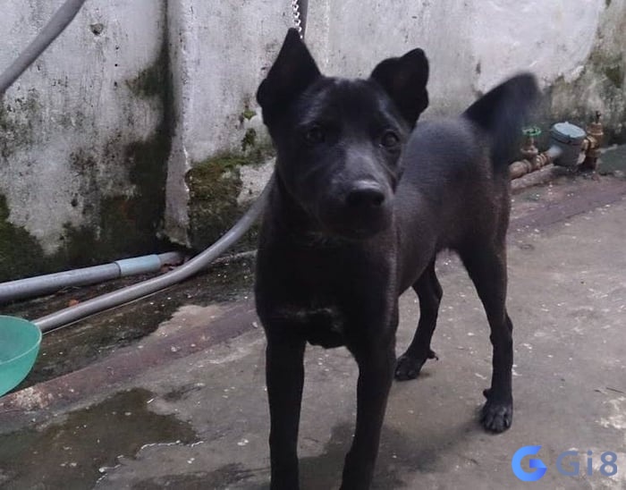 Mơ thấy con chó đen trong các trường hợp khác nhau thì sẽ có nhiều cách đánh khác nhau. Mơ thấy con chó đen trong các trường hợp khác nhau thì sẽ có nhiều cách đánh khác nhau.