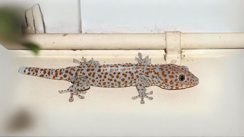 Nằm mơ thấy tắc kè đánh số gì? Giải mã giấc mơ thấy tắc kè