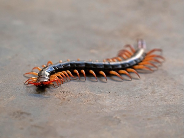 Mơ thấy rết là điềm gì? Đề thủ đánh số mấy trúng lớn?