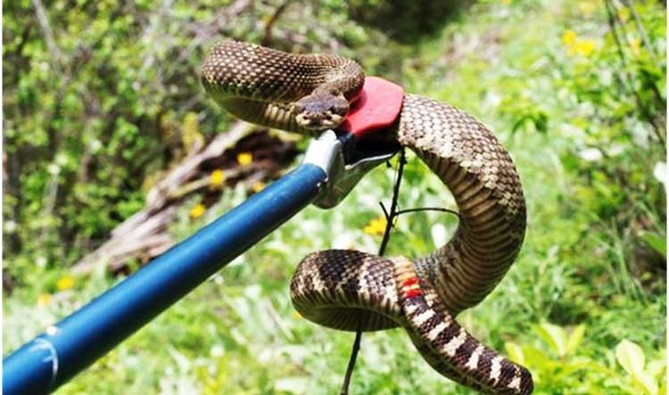 Mơ thấy bắt rắn đánh con gì? Dự báo nào trong tương lai?