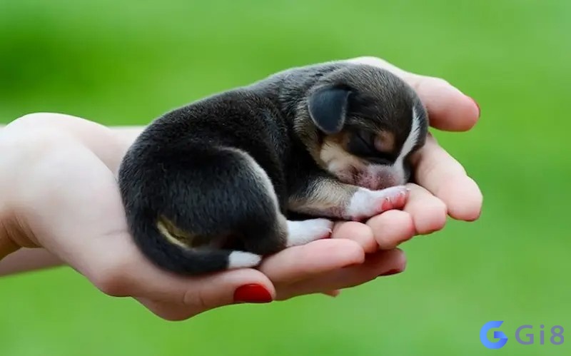 Mơ thấy con chó đánh con gì được chuyên gia Gi88 tìm hiểu theo trải nghiệm Mơ thấy con chó đánh con gì phụ thuộc vào trải nghiệm của bạn
