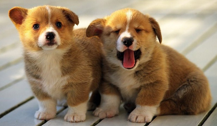 Mơ thấy con chó đánh con gì? Giải mã chuẩn cùng Gi88