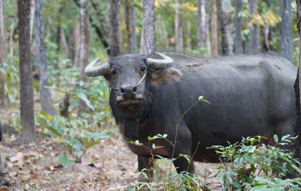 Mơ thấy con trâu đánh số gì? Giải mã chuẩn xác nhất