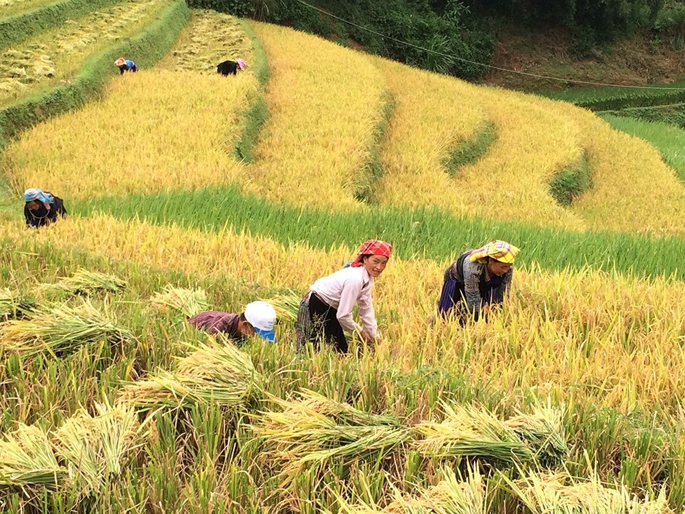 Nằm mơ thấy cắt lúa đánh số gì? Giải mã con số may mắn