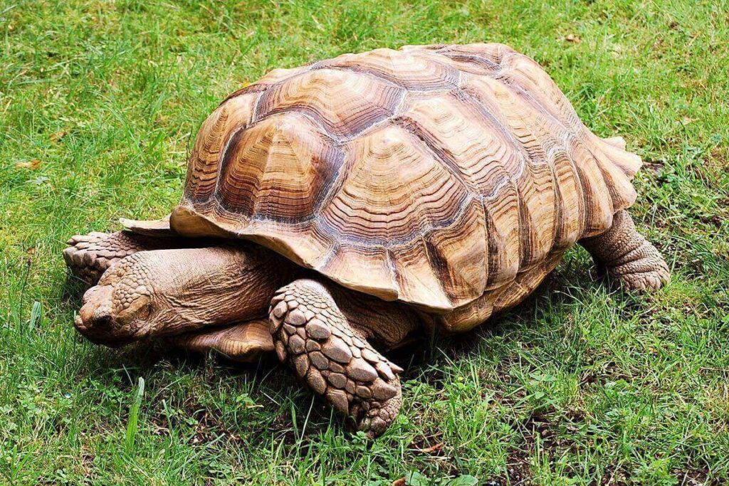 Giải mã giấc mơ thấy rùa dự báo gì? Số đề mấy may mắn?