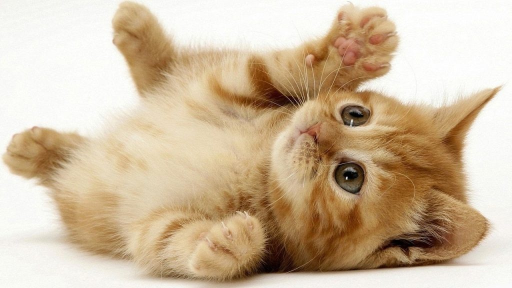 Mơ thấy con mèo đánh số gì? Giải đáp con số may mắn