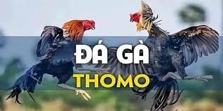 Đá gà thomo: Sân chơi cá cược kịch tính, hợp pháp, an toàn