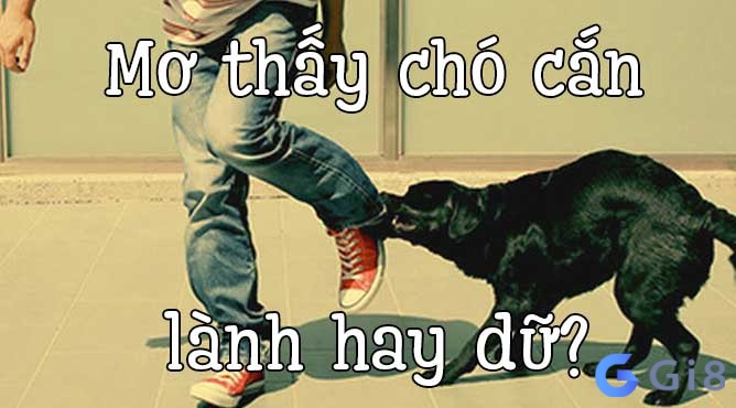 Giải mã giấc mơ bị chó cắn theo từng ngữ cảnh cụ thể Giải mã giấc mơ bị chó cắn theo từng ngữ cảnh cụ thể