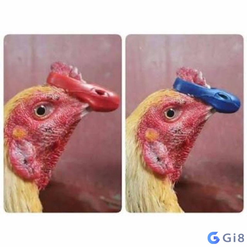 Bịt mỏ gà chọi bằng nhựa dẻo chắc chắn hơn cao su, giữ mỏ ổn định, cần chọn kích cỡ phù hợp Bịt mỏ gà chọi bằng nhựa dẻo chắc chắn hơn cao su, giữ mỏ ổn định, cần chọn kích cỡ phù hợp