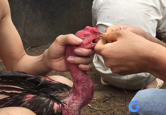 Đeo bịt mỏ gà chọi đúng vị trí, kiểm tra độ khít và theo dõi phản ứng của gà Đeo bịt mỏ gà chọi đúng vị trí, kiểm tra độ khít và theo dõi phản ứng của gà