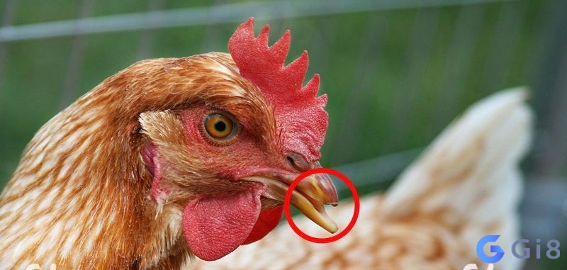 Các bước thực hiện bịt mỏ gà chọi dễ làm và chi tiết nhất Các bước thực hiện bịt mỏ gà chọi dễ làm và chi tiết nhất