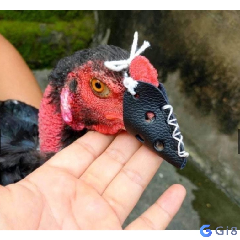 Cùng Gi88 tìm hiểu kỹ hơn về bịt mỏ gà chọi nhé Cùng Gi88 tìm hiểu kỹ hơn về bịt mỏ gà chọi nhé