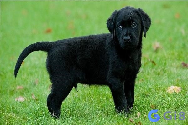 Chiêm bao thấy chó mực mang điềm báo gặp vấn đề khó khăn hoặc bị ai đó hãm hại trong công việc Chiêm bao thấy chó mực mang điềm báo gặp vấn đề khó khăn hoặc bị ai đó hãm hại trong công việc