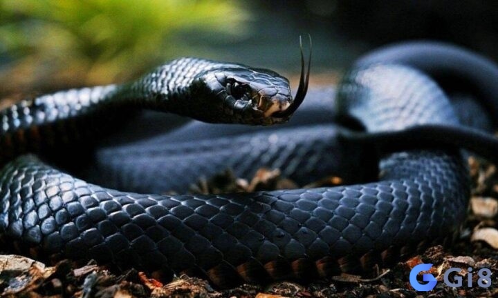 Mơ gặp rắn đen thì đánh ngay 58, 83 để đổi đời nha