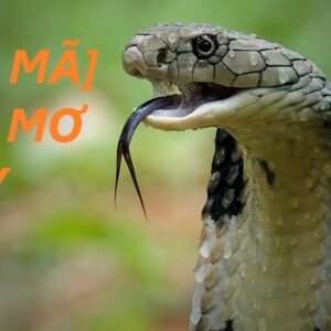 Giải mã giấc mơ lô đề thấy rắn – Con số nào giúp bạn trúng lớn?