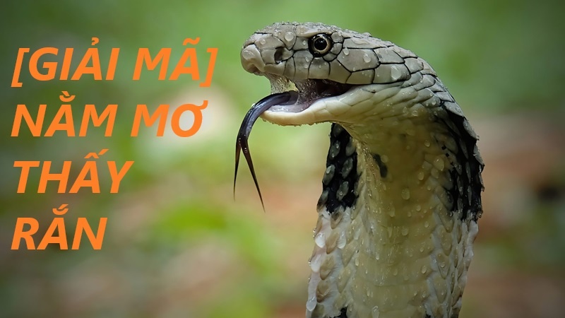 Giải mã giấc mơ lô đề thấy rắn – Con số nào giúp bạn trúng lớn?