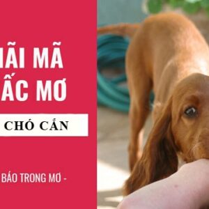 Giải mã ý nghĩa giấc mơ bị chó cắn, con số phát lộc phát tài