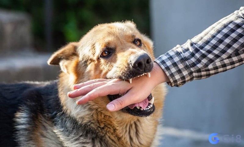 Con số vượn tài khi bị chó cắn vào tay 29 – 93 Con số vượn tài khi bị chó cắn vào tay 29 - 93