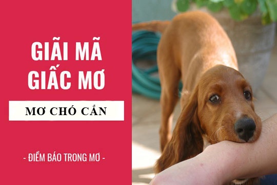 Giải mã ý nghĩa giấc mơ bị chó cắn, con số phát lộc phát tài