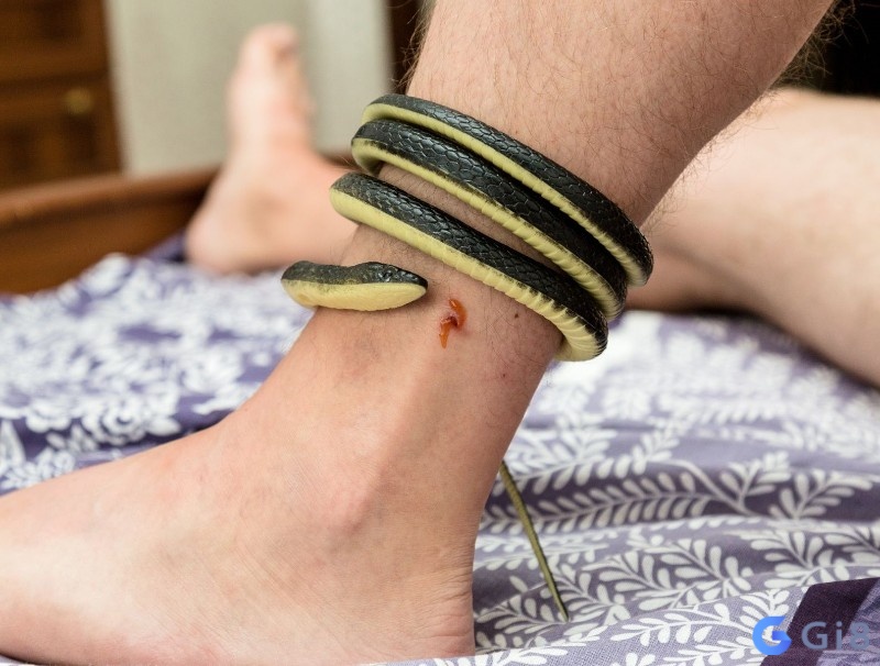 Giải mã giấc mơ thấy bị rắn cắn vào chân liên quan đến định hướng và sự ổn định Giải mã giấc mơ thấy bị rắn cắn vào chân liên quan đến định hướng và sự ổn định