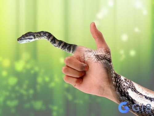 Chiêm bao thấy rắn đen cắn đánh ngay số 62, 26 Chiêm bao thấy rắn đen cắn đánh ngay số 62, 26