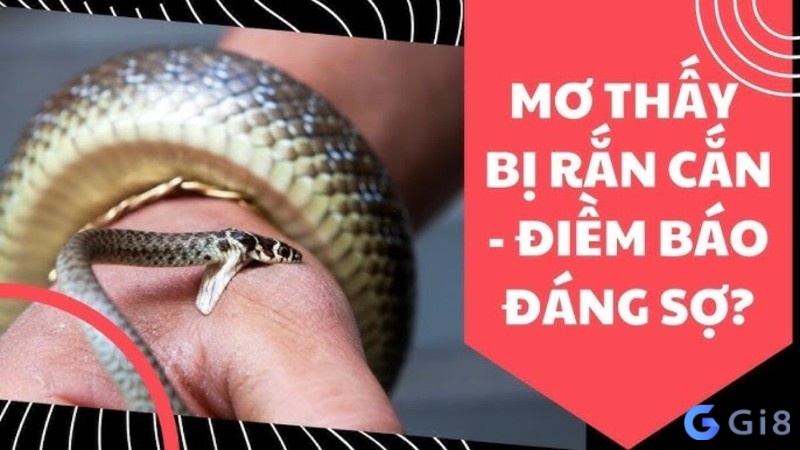 Giải mã giấc mơ thấy bị rắn cắn mang điềm báo liệu có đáng sợ như hiện thực Giải mã giấc mơ thấy bị rắn cắn mang điềm báo liệu có đáng sợ như hiện thực