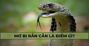 Giải mã giấc mơ thấy bị rắn cắn: Là điềm báo tốt hay xấu?