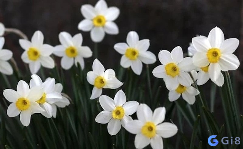 T&ugrave;y v&agrave;o từng t&igrave;nh huống cụ thể m&agrave; mơ thấy hoa đ&aacute;nh con g&igrave; sẽ c&oacute; sự thay đổi