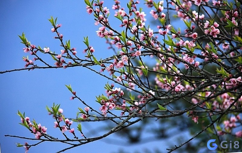 Giấc mơ thấy hoa gợi ra những con số đề c&oacute; tỷ lệ tr&uacute;ng cao chiều nay 