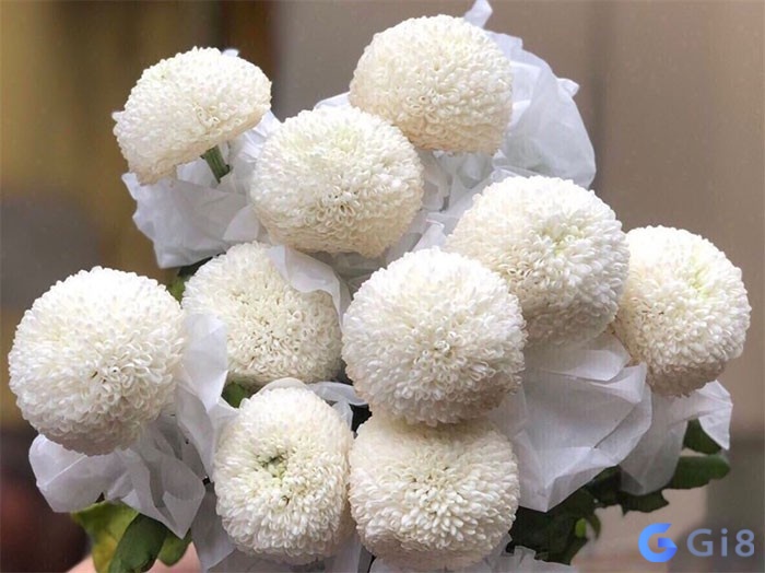 Hoa trắng trong mơ b&aacute;o hiệu bạn sắp gặp người mang lại cảm gi&aacute;c an y&ecirc;n