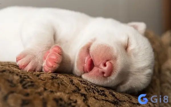 Giấc mơ nhắc bạn n&ecirc;n nghỉ ngơi để c&oacute; tinh thần thoải m&aacute;i hơn 