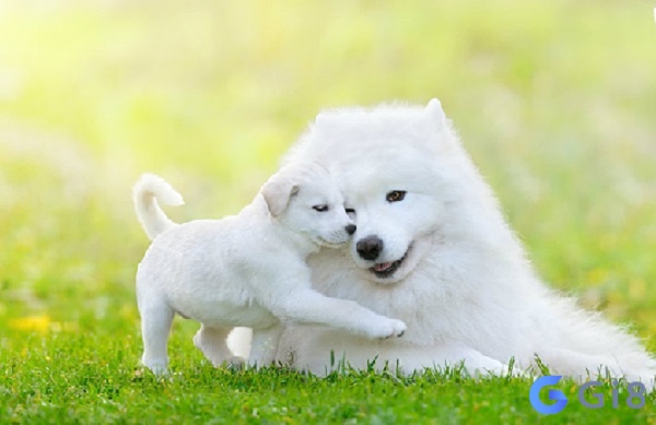 Mơ thấy ch&oacute; trắng gắn liền với sự thuần khiết v&agrave; những điều t&iacute;ch cực