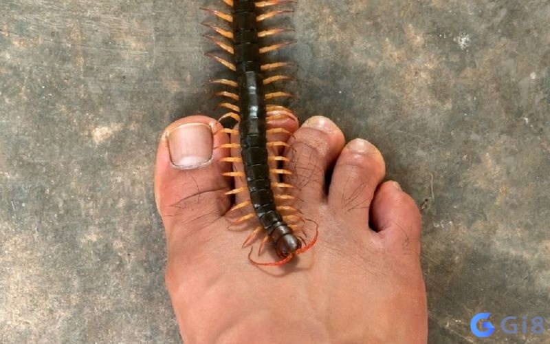 Giấc mơ cho thấy dù có chuyện thị phi thì bạn vẫn vượt qua với sự quyết tâm