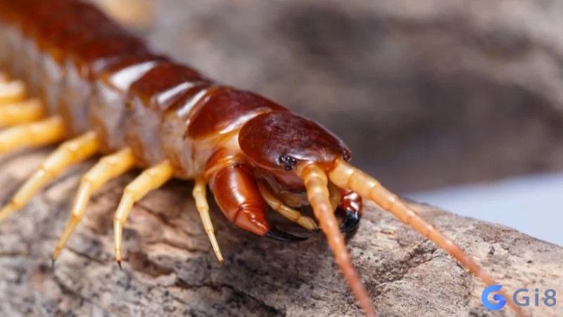 Giấc mơ nhắc bạn thận trọng với quyết định liên quan đến tài chính và nhà cửa