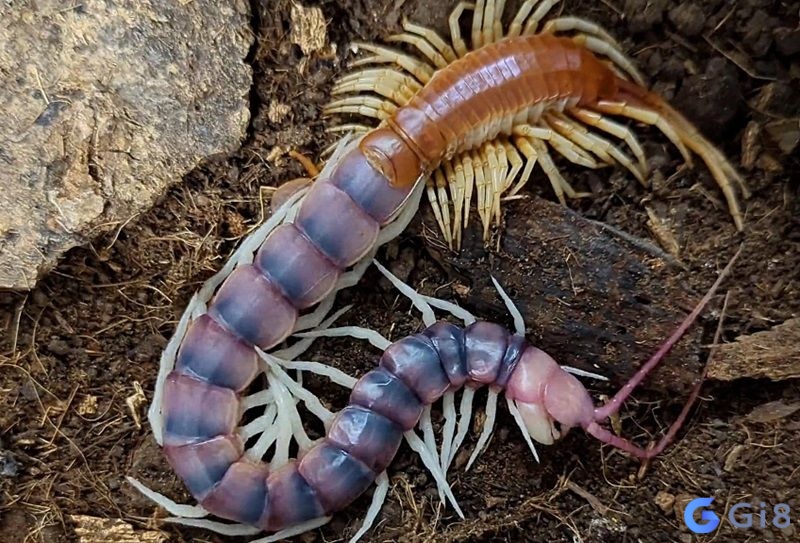 Tìm hiểu thêm giấc mơ khác về rết để giải mã trọn vẹn thông điệp