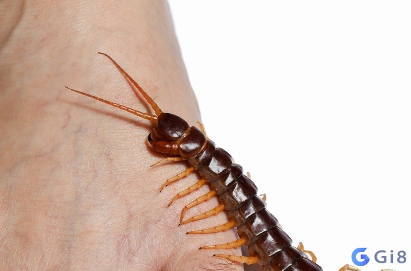 Mơ thấy con rết đánh số gì phụ thuộc theo từng bối cảnh mơ cụ thể