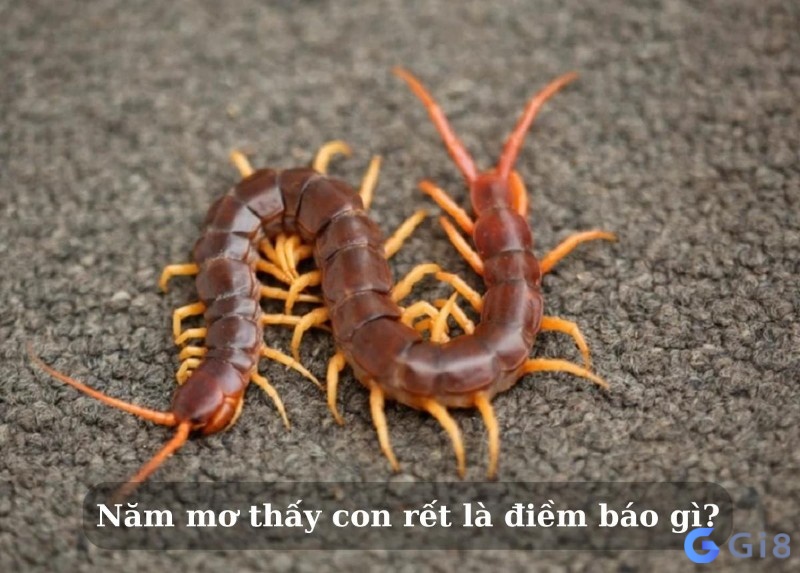 Xem giải mã giấc mơ thấy rết để chuẩn bị tâm thế và hướng xử lý phù hợp