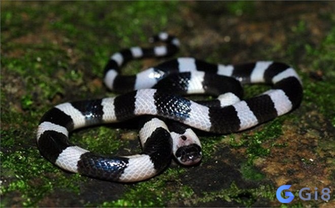 Giấc mơ báo hiệu đây là giai đoạn bạn phải suy nghĩ thận trọng trước lựa chọn lớn