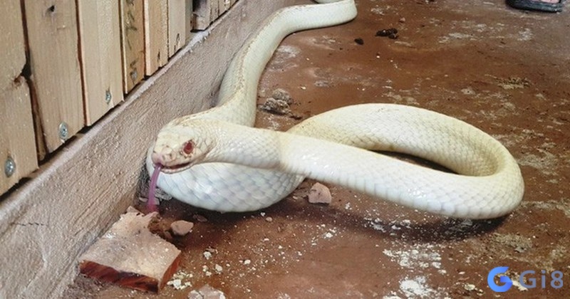 Giấc mơ có ý nghĩa liên quan đến trực giác, tâm linh và sự chuyển biến trong cuộc sống