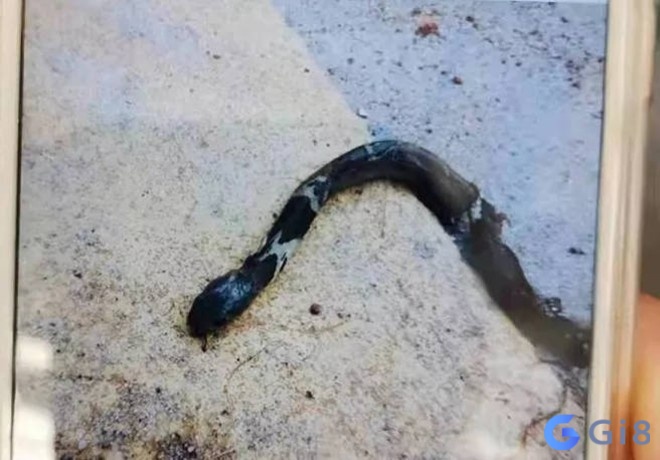 Giấc mơ thấy đánh chết rắn cũng có thể phân tích theo màu sắc con rắn