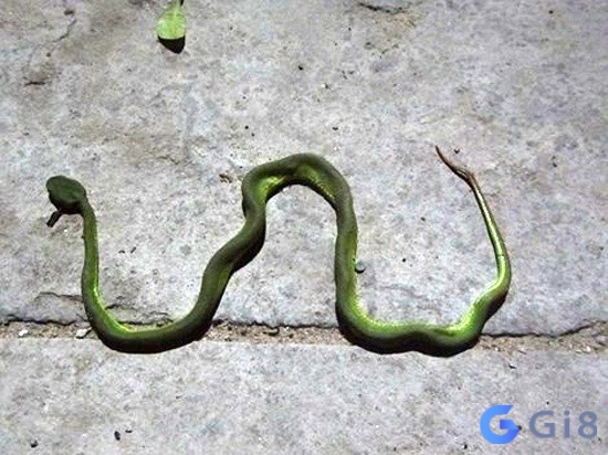 Mơ thấy đánh chết rắn thì là con số mấy - thường là 32 và 72