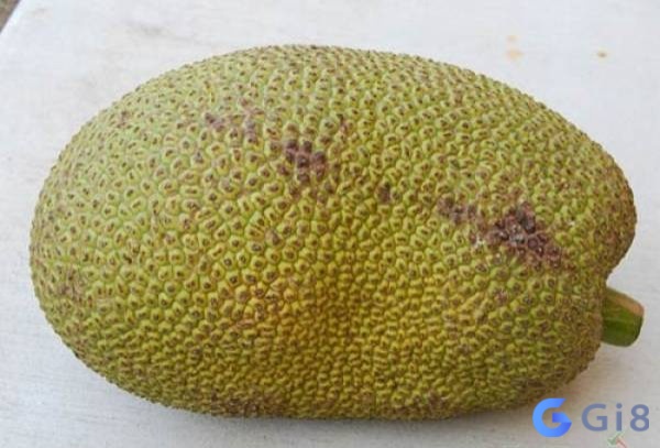 Giấc mơ thấy quả mít lớn thể hiện cho những thành quả và cơ hội lớn đến với bạn