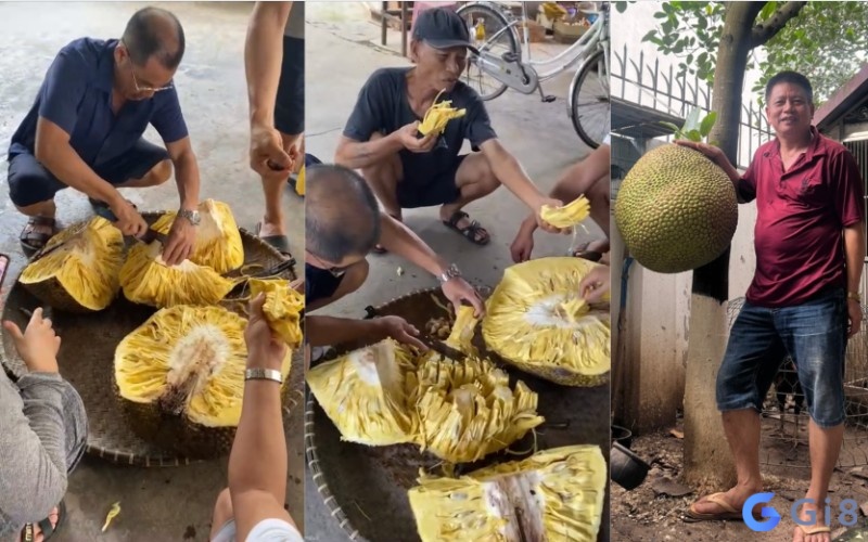 Giấc mơ thấy quả mít to khổng lồ thể hiện cho các cơ hội lớn và kỳ vọng rất cao trong cuộc sống