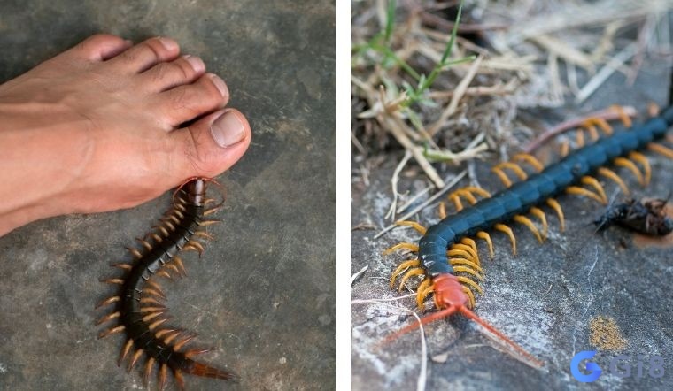 Giấc mơ thấy rết cắn thể hiện cho sự cạnh tranh và sức sống mãnh liệt