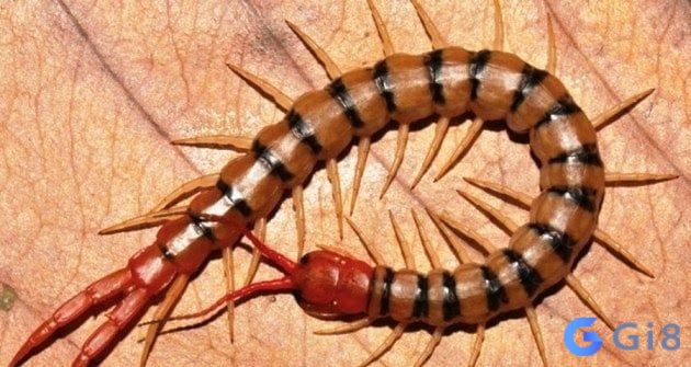 Giải mã khi nằm mơ thấy rết cắn đánh con gì cùng các điềm báo liên quan