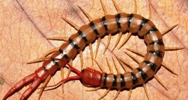 Nằm mơ thấy rết cắn đánh con gì? Điềm báo & con số tài lộc