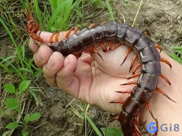 Giấc mơ thấy rết bò lên người đánh con gì mang đến cho bạn nhiều con số may mắn mỗi ngày